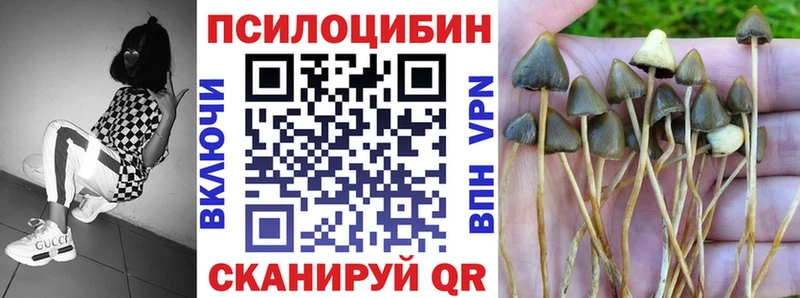 Галлюциногенные грибы Psilocybe  купить   Тамбов 